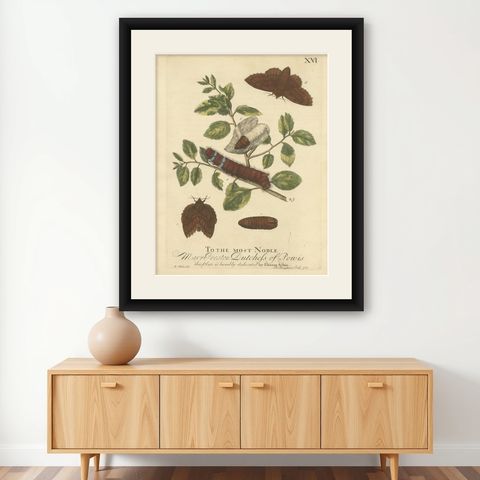 Moth Lifecycle and Host Plant, Engraved and Hand-Colored, 1713, shown framed on a wall