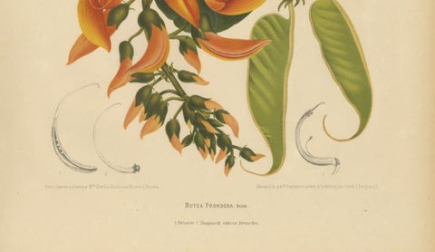 Original Antique Flame of the Forest Botanical Chromolithograph, ca.1880, close-up 4
