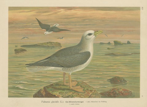 Antique Bird Print of Northern Fulmar at Sea, 19th Century Seabird Illustration, close-up 4