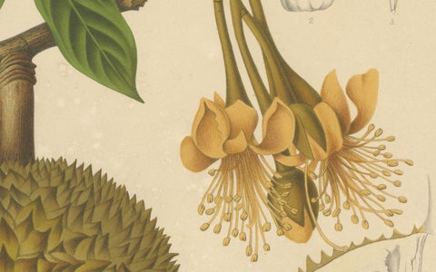 Antique Durian Botanical Chromolithograph by Hoola van Nooten, c. 1880, close-up 3