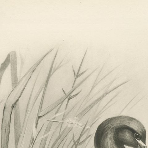 Glossy Ibis, Antique Bird Print after Lilian Medland, circa 1909, close-up 2