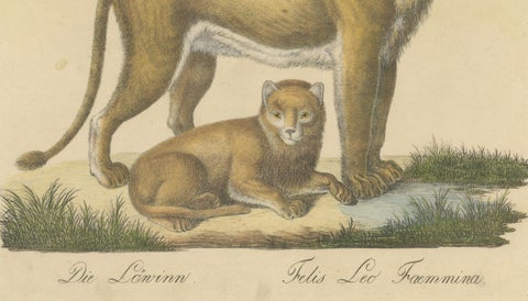 Lioness and Cub, Brodtmann Hand-Colored Natural History Lithograph, 1816, close-up 4