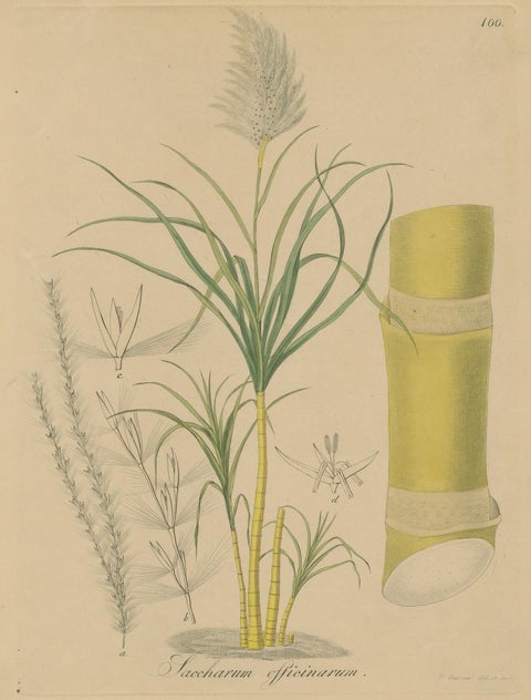 Antique Sugarcane Botanical Print, Saccharum officinarum, Hayne, ca.1820, close-up 2