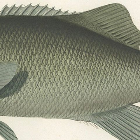 Antique Print of Fréminville’s Reef Fish, Hand-Colored French Lithograph, 1846, close-up 4