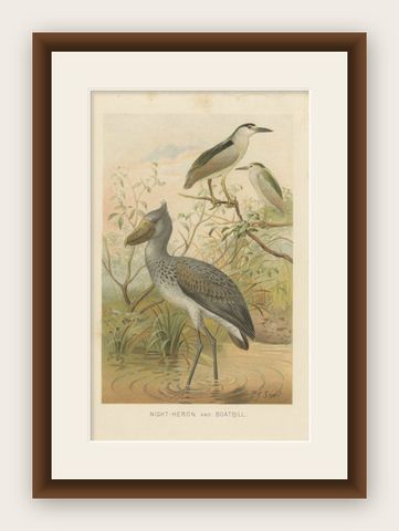 Antique Bird Print of a Night-Heron and Boatbill by Lydekker, 1895, shown framed