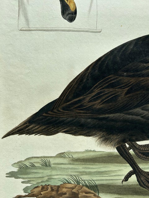 Common Scoter, Antique Bird Print ‘Anas Nigra’ by Nozeman & Sepp, 1770, view 10