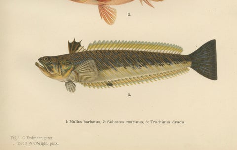 Red Mullet, Norway Redfish, and Greater Weever - Vibrant Fish Lithography, 1895, close-up 5