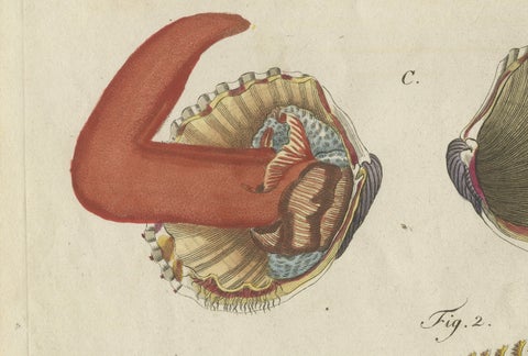 Original Antique Natural History Print of Shipworm and Sea Pen by Bertuch, 1800, close-up 3