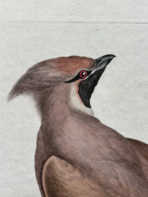 Bohemian Waxwing, Ampelis Garrulus from Nederlandsche Vogelen, 1797, view 8