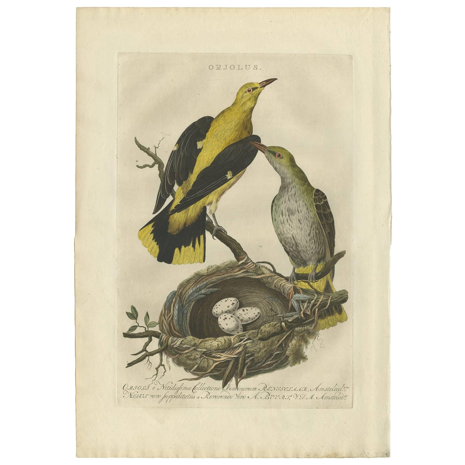 Eurasian Golden Oriole with Nest, Antique Bird Engraving, Nozeman & Sepp 1770