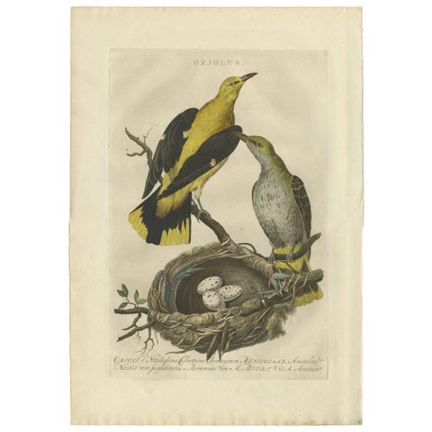 Eurasian Golden Oriole with Nest, Antique Bird Engraving, Nozeman & Sepp 1770