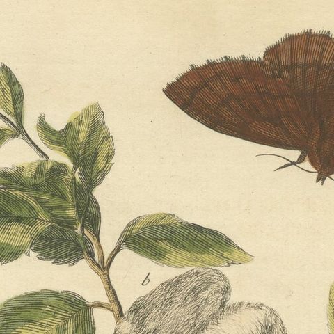 Moth Lifecycle and Host Plant, Engraved and Hand-Colored, 1713, close-up 4