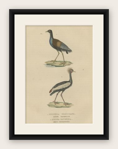 Old Bird Print of The Grey-winged Trumpeter and Black Crowned of Kaffir Crane, shown framed