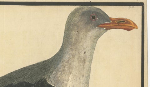 Antique Hand-Colored Engraving of The Great Black and White Gull by Albin, 1735, close-up 2