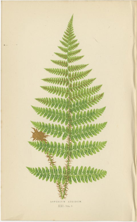 Antique Hand-Colored Fern Prints - Aspidium Acrostichoides, Cristatum, Rigidum, view 4