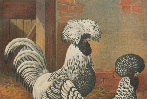 The Regal Silver Polish Chicken - A Rare 19th Century Poultry Lithograph, close-up 2