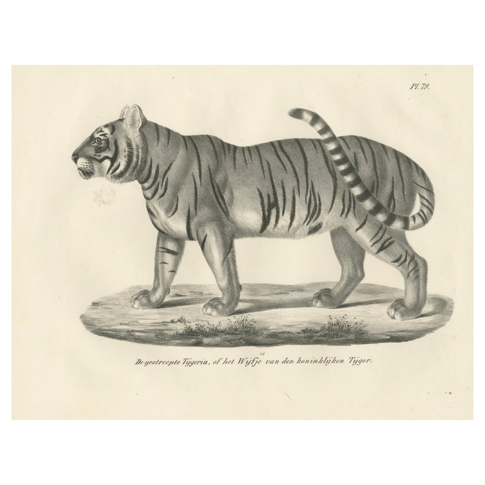 19th-Century Lithograph of the Striped Tigress, Mate of the Royal Tiger