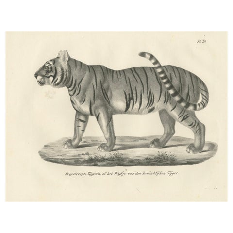 19th-Century Lithograph of the Striped Tigress, Mate of the Royal Tiger