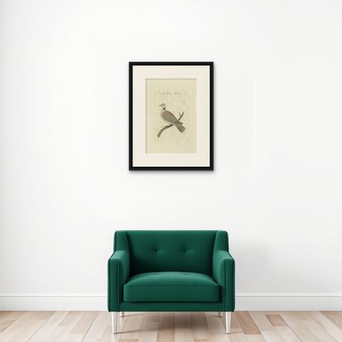 Antique Bird Print of the Barbary Dove by Sepp & Nozeman, 1829, shown framed on a wall
