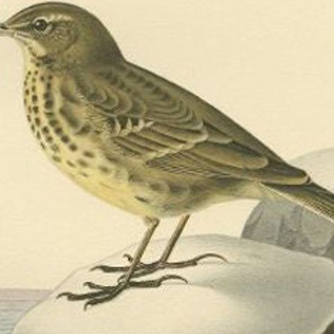 Beautiful Antique Bird Print of the Water Pipit, 1927, close-up 2