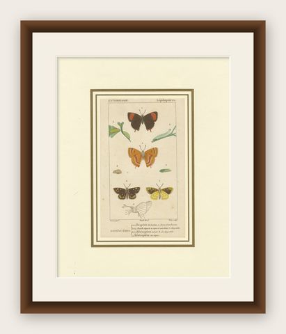 "Entomologie - Lepidoptera Study Plate" from Encyclopedic Collection, circa 1760, shown framed