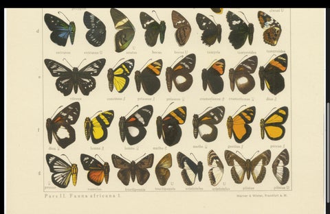 Set of 2 Antique Prints of Butterflies of Africa and America, Published in 1910, close-up 1