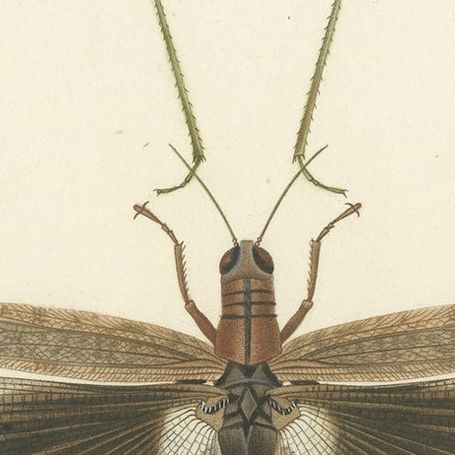 Antique Print of Various Insects Including a Grasshopper, close-up 4