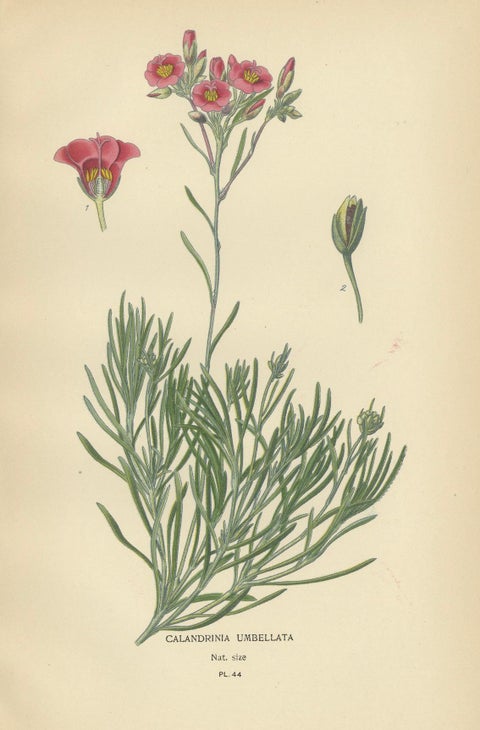 Ephemeral Blossoms: A Chronicle of 1896 Botanical Elegance, close-up 1