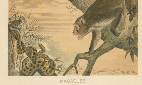 Macaques, Antique Monkey Print, Victorian Zoological Illustration, 1894, close-up 3
