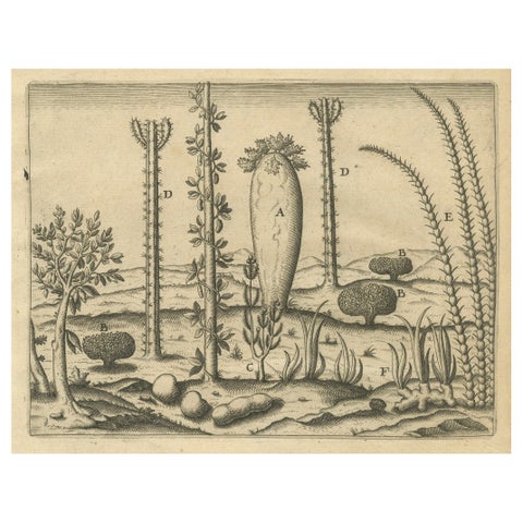 De Bry Engraving Expressio Germinum, Exotic Plants of St. Lawrence Island, 1598