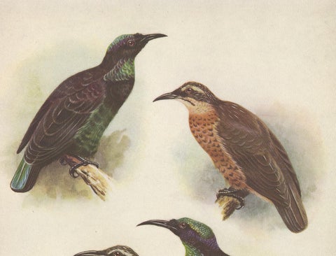 Antique Print of the Queen Victoria Rifle Bird and the Rifle Bird, 1950, view 2