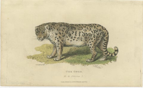 A Hand-Colored Illustration of the Snow Leopard or Once, 1824, view 2