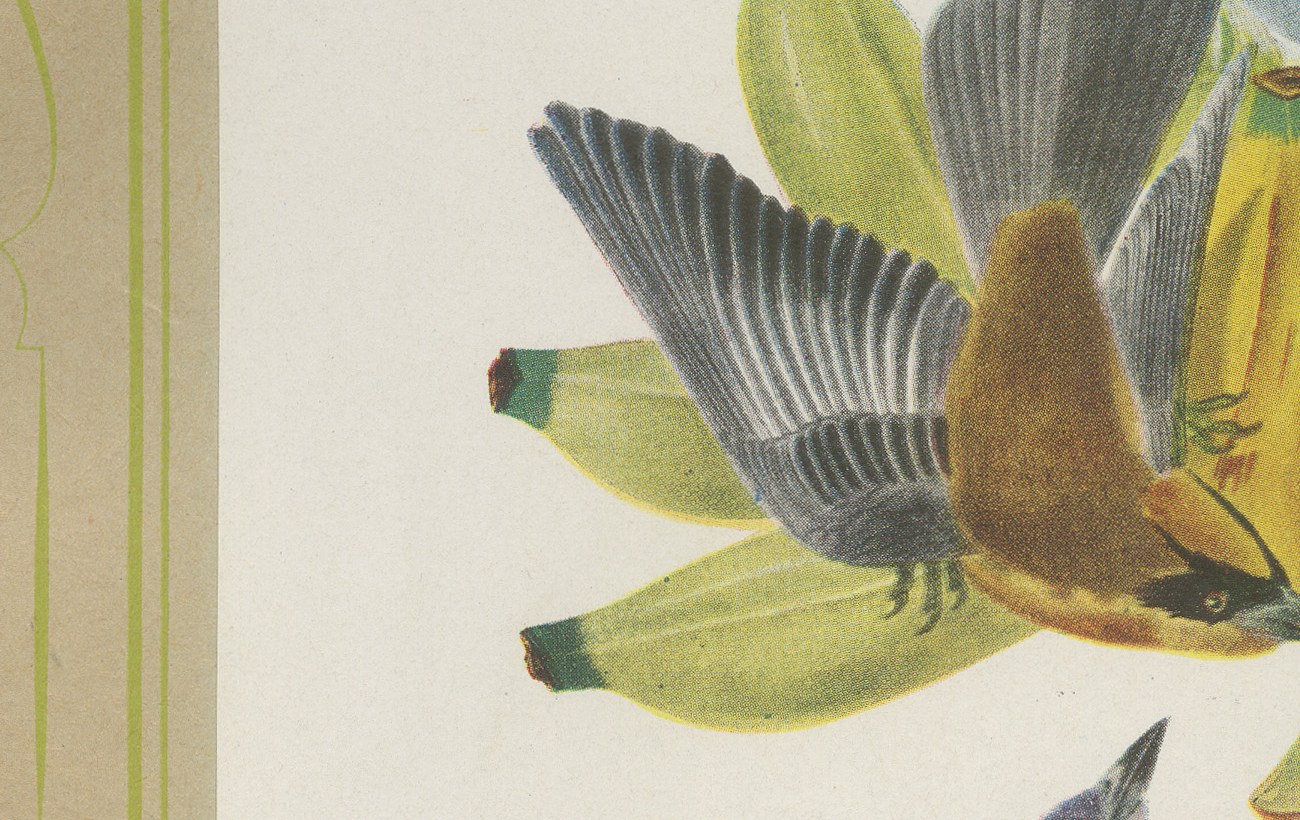 Tanagers on a Banana Plant, Brazilian Bird Print, Descourtilz, 1944, view 4