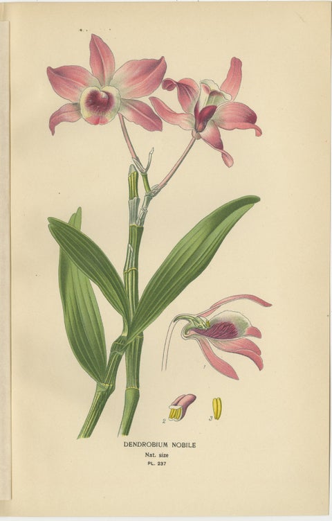 Set of 3 antique orchid lithographs, Dendrobium & Cattleya species, 1897, view 2