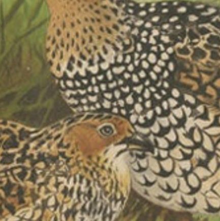 Antique Bird Print of The Painted Partridge by Hume & Marshall, 1879, close-up 2