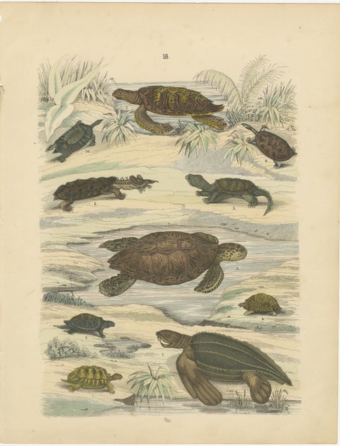 Turtles & Tortoises Print: Sea Turtle, Snapping Turtle, Terrapin, Antique 1867, view 2