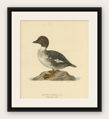 Serene Observer: Vintage Bird Print of The Common Goldeneye by Magnus von Wright, shown framed