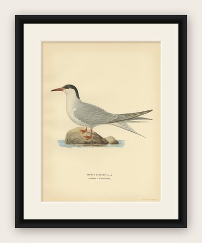 Antique Bird Print of the Common Tern 'summer' by Von Wright, 1929, shown framed