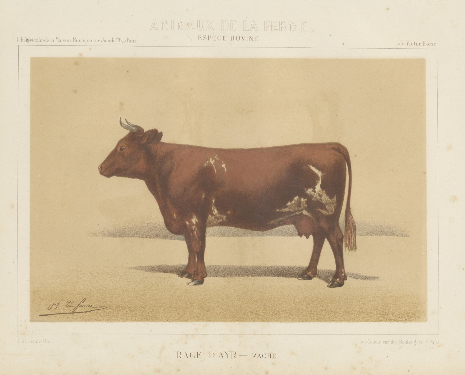 Ayrshire Cow, Scottish Dairy Cattle Chromolithograph by Olivier de Penne, 1863