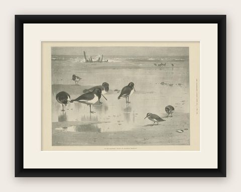 Antique Bird Print of Birds on the Seashore Made After A. Thorburn, 1896, shown framed