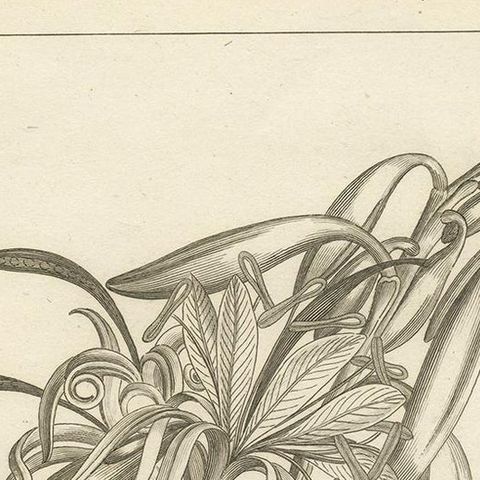 Antique Print of the Bauhinia Diphylla Plant by Symes, 1800, close-up 1