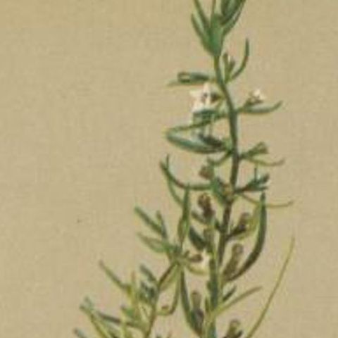 Antique Botany Print of the Alpine Bastard Toadflax by Palla, 1897, close-up 1