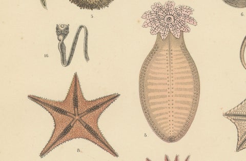 Echinoderms Print: Starfish, Sea Urchins, Brittle Stars, Sea Cucumbers, 1867, close-up 4