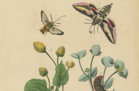 Pair of French Butterfly & Moth Engravings by Guérin & Duméril, 1835, close-up 4