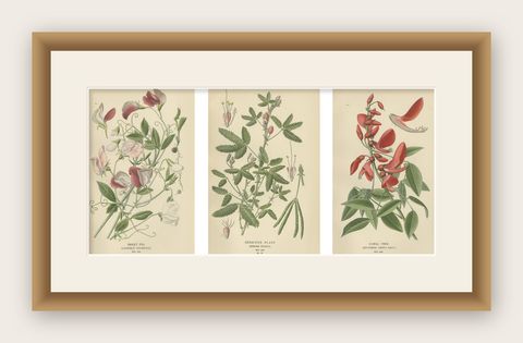 Garden Elegance: A Triptych of 19th Century Botanical Illustrations, 1896, shown framed