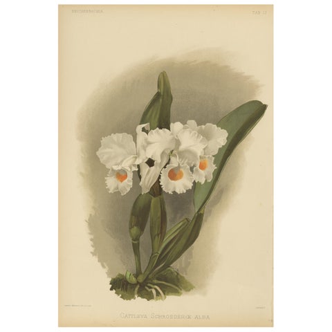 Large Antique Botanical Print, White Orchid Cattleya Schroederæ Alba, c.1888