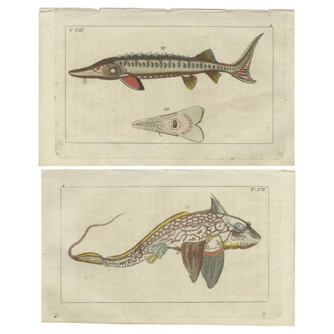 Set of 2 Antique Fish Prints - Ratfish - Sea Sturgeon