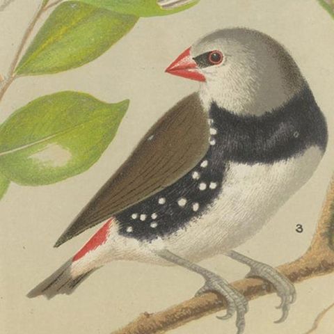 Antique Bird Print of the Magpie 'Pied' Mannikin, Spotted Sided Finch and Others, close-up 2