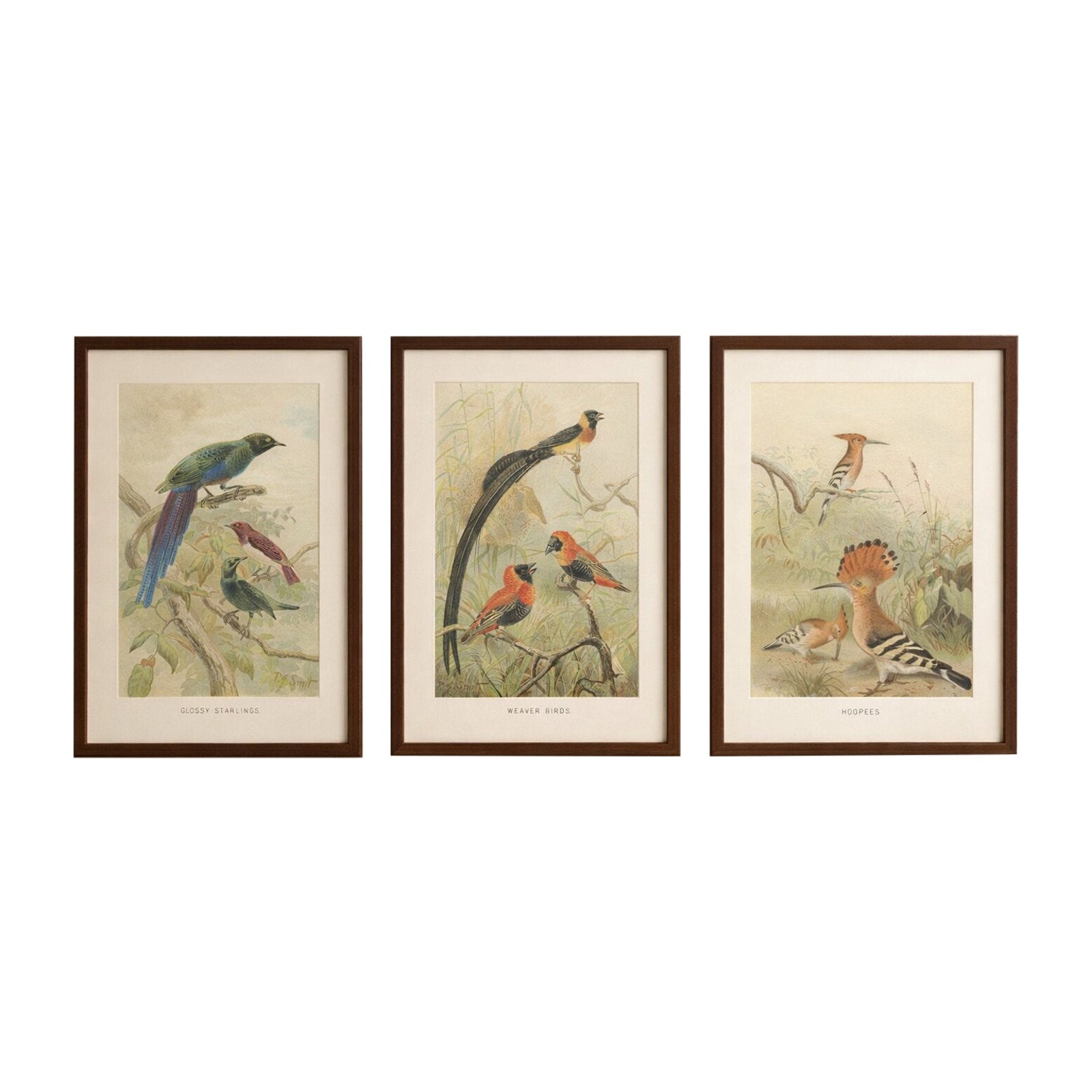 Set of 3 Antique Bird Lithographs, Starlings Weaver Hoopoe, 1895