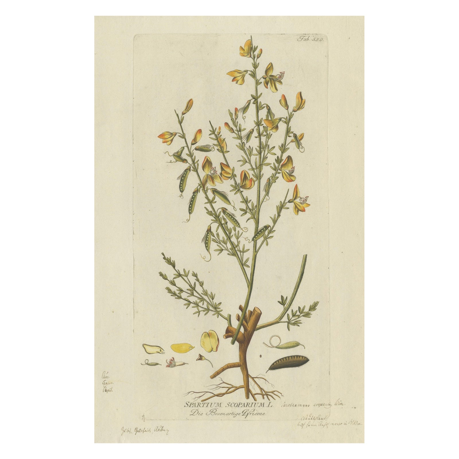 Scotch Broom Botanical Engraving - Icones Plantarum Medicinalium, 1788